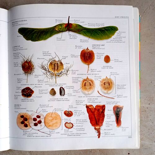 Ultimate Family Visual Dictionary