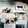 Wow Animal